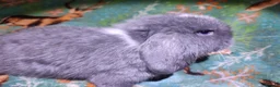 Mini Lop rabbits for sale: Baby Mini Lops - Advert 36