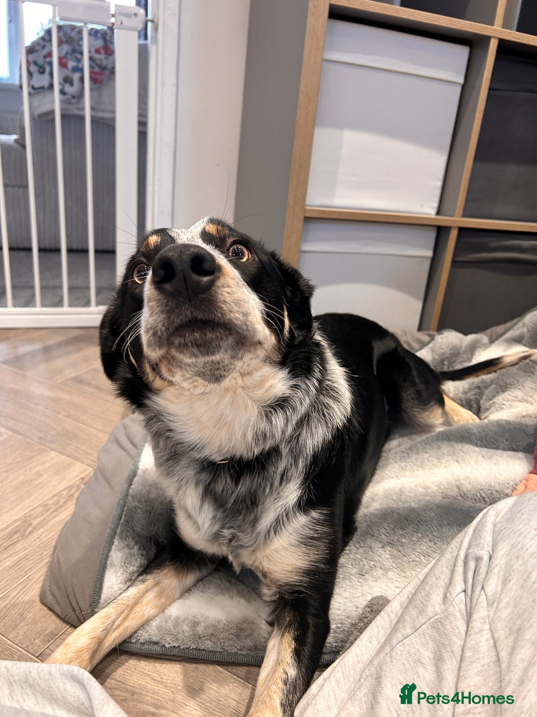 Border Collie dogs for sale: 11 month old Border collie  - Advert 3