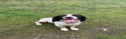 English Springer Spaniel dogs for stud: English Springer Spaniel Stud – “PADDY’S GILL LAD - Advert 12