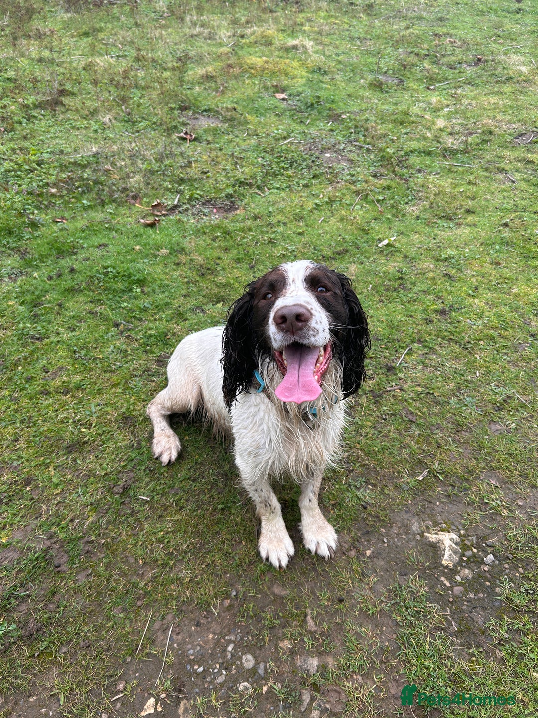 English Springer Spaniel dogs for stud: English Springer Spaniel Stud – “PADDY’S GILL LAD - Advert 12