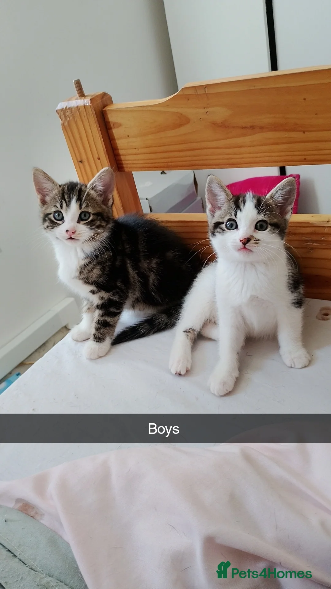 British Shorthair cats for sale: Ready to go  - Advert 1