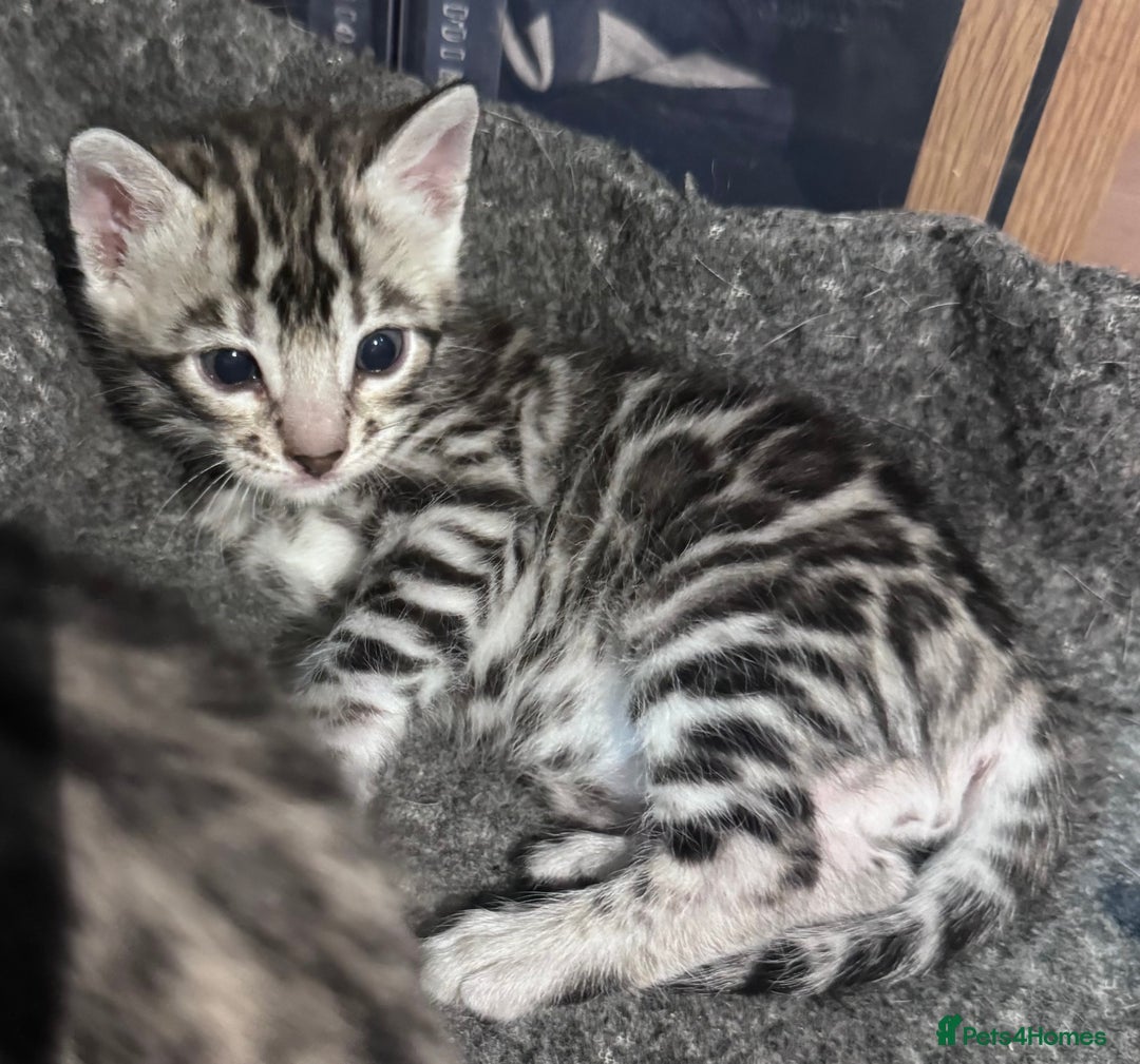 Bengal cats for sale: Ready mid March. Stunning TICA-registered Bengals  - Advert 16