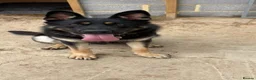 German Shepherd dogs for sale: Pedigree GSD brothers - Reluctant Sale in Tadworth - Advert 5