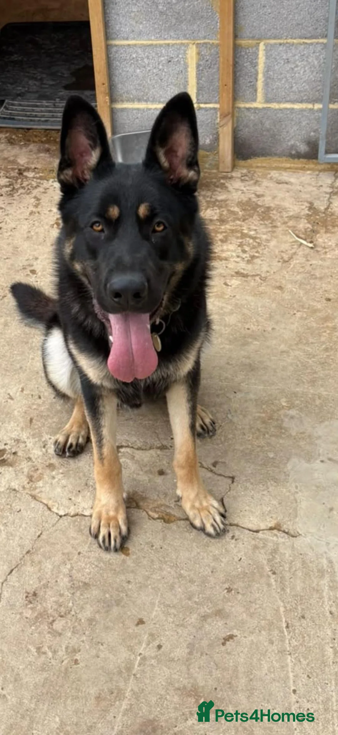 German Shepherd dogs for sale: Pedigree GSD brothers - Reluctant Sale in Tadworth - Advert 5