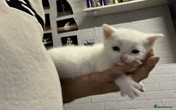 Mixed Breed cats for sale: READY TO GO 🫶 Three beautiful kittens left 🫶 - Image 2
