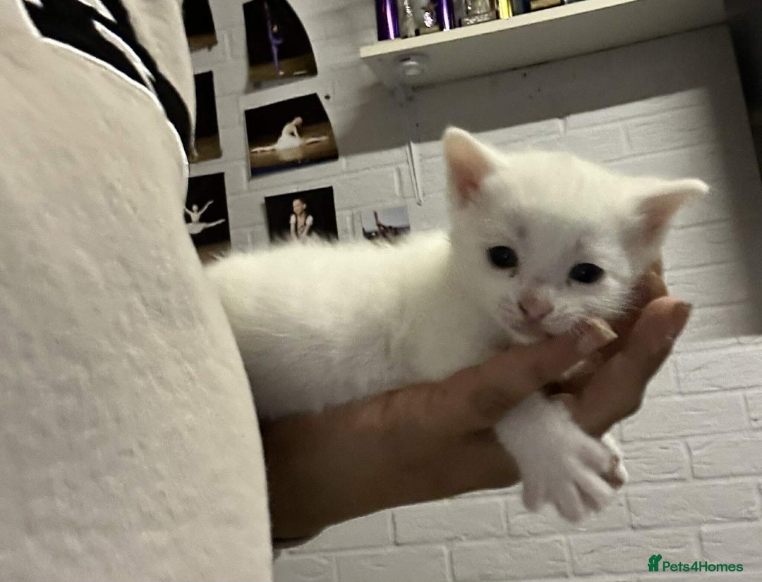 Mixed Breed cats for sale: READY TO GO 🫶 Three beautiful kittens left 🫶 - Image 2