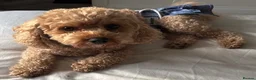 Cavapoochon dogs for sale: 🐾 Beautiful F2 Cavapoochon Puppies 🐾 - Advert 3