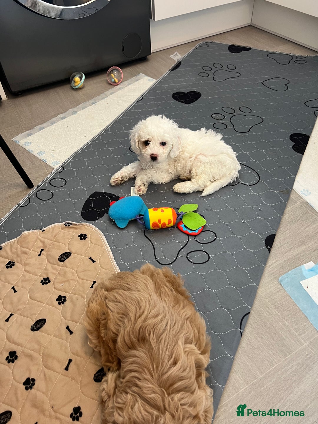 Cavapoo dogs for sale: LAST GIRL LOOKING FOR A FOREVER HOME 🏠  - Image 3