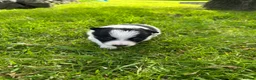 Border Collie dogs for sale: Adorable Border Collie puppies  - Advert 17