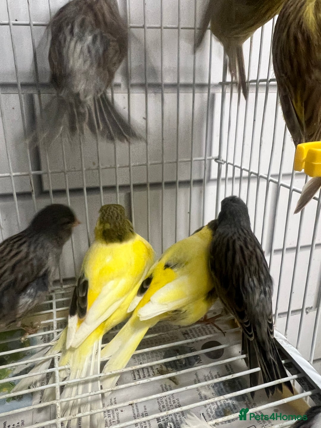 Mixed Breed birds for sale: Canaries, cockatiels budgies - Advert 5
