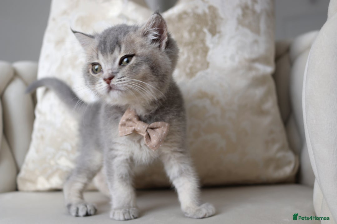 British Shorthair cats for sale: 🩷 Beautiful Pedigree British Shorthair - GCCF 🩷 - Image 6
