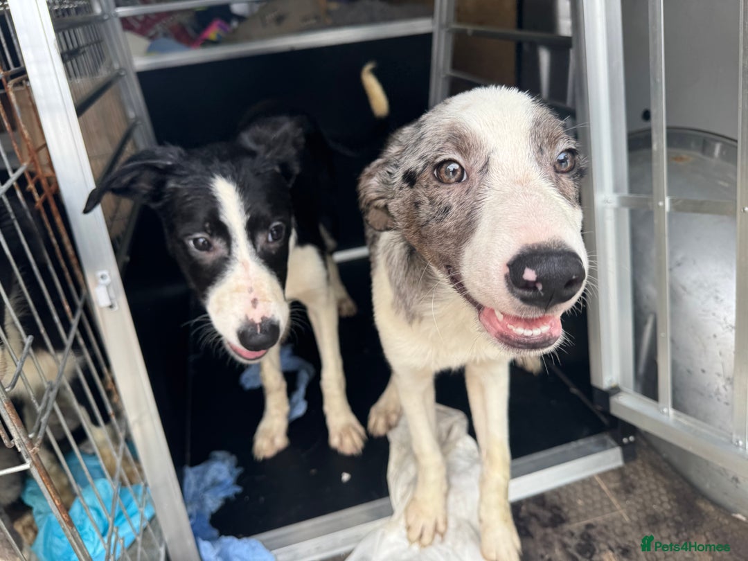 Border Collie dogs for sale: 7 Gorgeous Border Collie Pups - Image 1