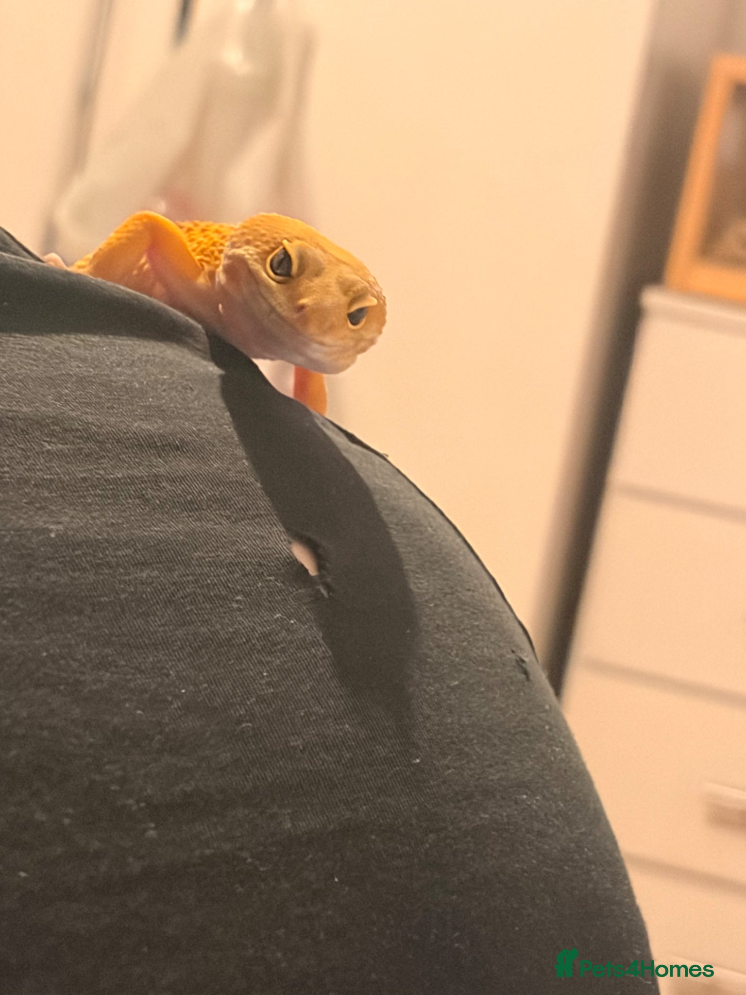 Gecko reptiles Leopard gecko - Advert 15