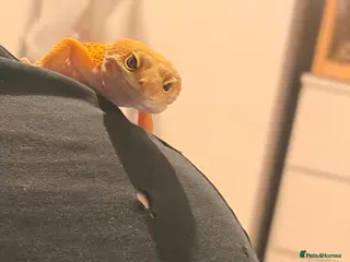 Gecko reptiles Leopard gecko - Advert 15