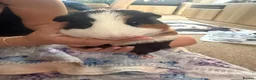 Guinea Pig rodents for sale: Male Guinea Pigs in Gravesend - Advert 4