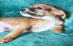 Chihuahua dogs for sale: Chihuahua X Puppies - Image 13