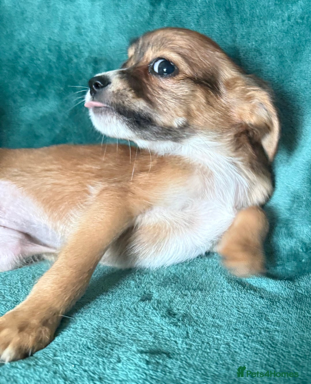 Chihuahua dogs for sale: Chihuahua X Puppies - Image 13