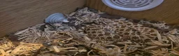 Mixed Breed reptiles for sale: Reptile Rehome look below for listing's. - Advert 4