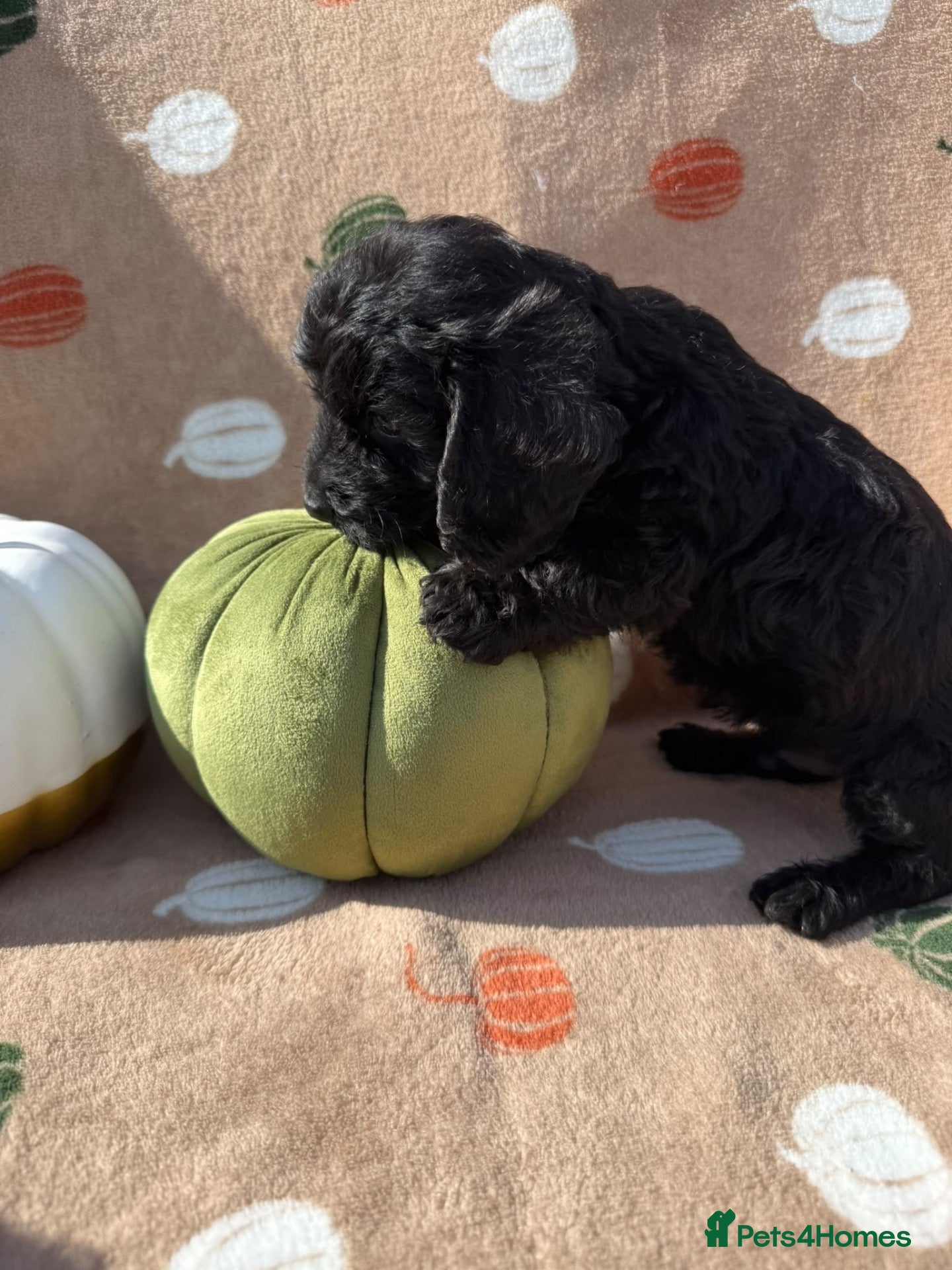 Doxiepoo dogs for sale: Reduced-Doxiepoo ready to go. - Advert 1