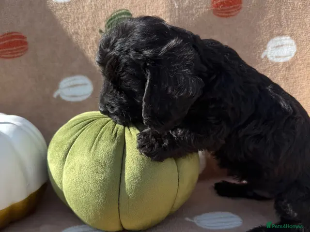 Doxiepoo dogs for sale: Reduced-Doxiepoo ready to go. - Advert 1