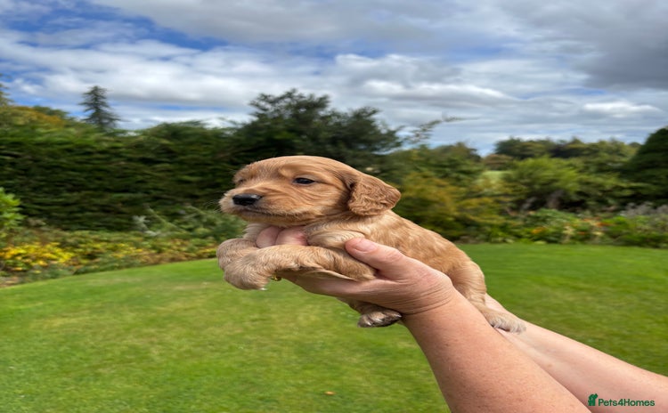 Cocker Spaniel dogs - Advert 6