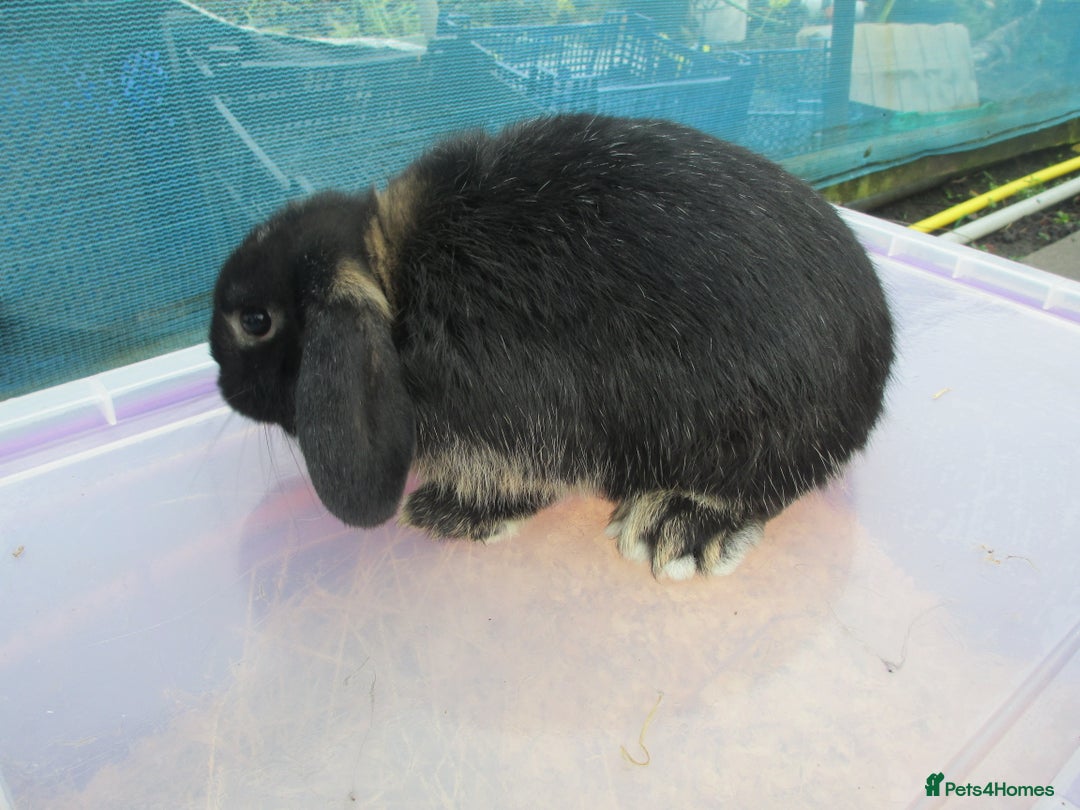 Mini Lop rabbits for sale: 3 Young Mini Lops - Advert 6