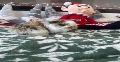 Mini Lop rabbits Baby bunnies  - Advert 9