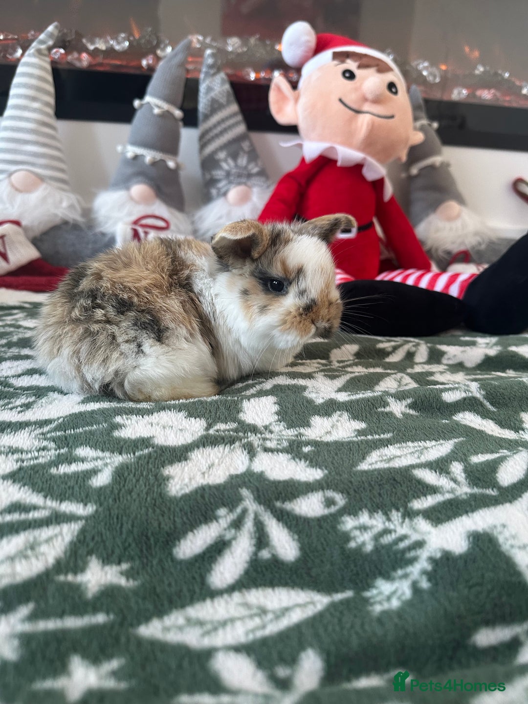 Mini Lop rabbits for sale: Baby bunnies  - Advert 3