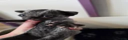 Devon Rex cats for sale: Pedigree TICA Devon Rex Kittens - Advert 4