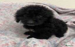 Cockapoo dogs for sale: Miniature heath tested cockapoos - Image 22