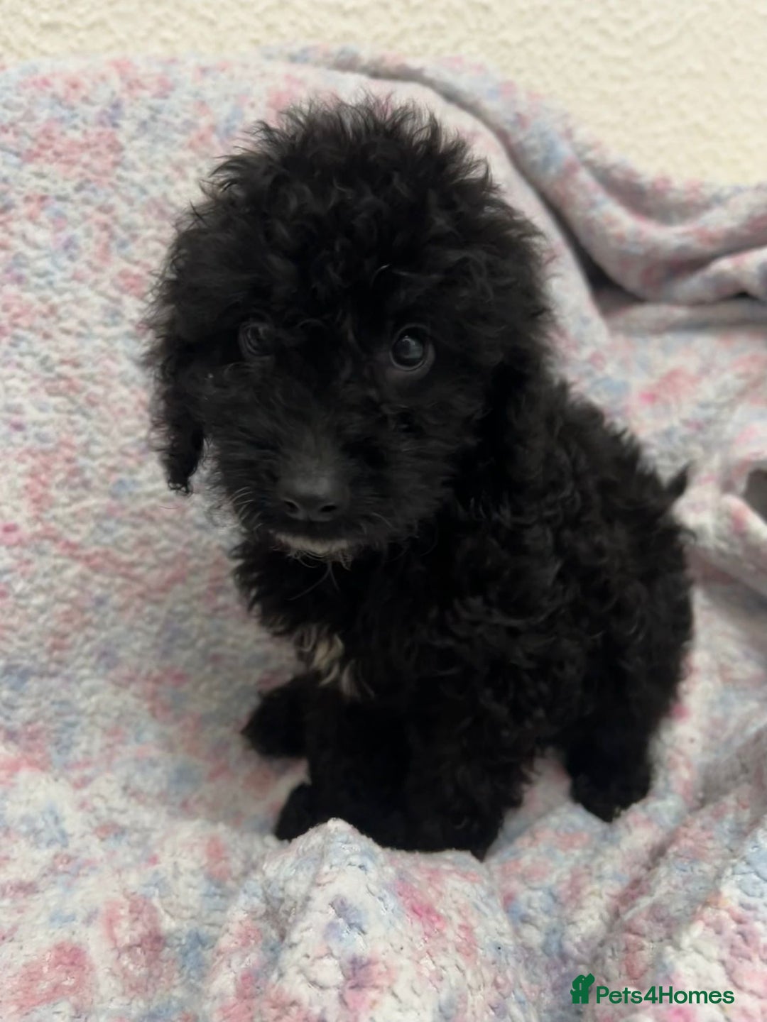 Cockapoo dogs for sale: Miniature heath tested cockapoos - Image 22