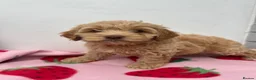 Cockapoo dogs for sale: Toy Cockapoo puppies READY NOW! - Advert 24