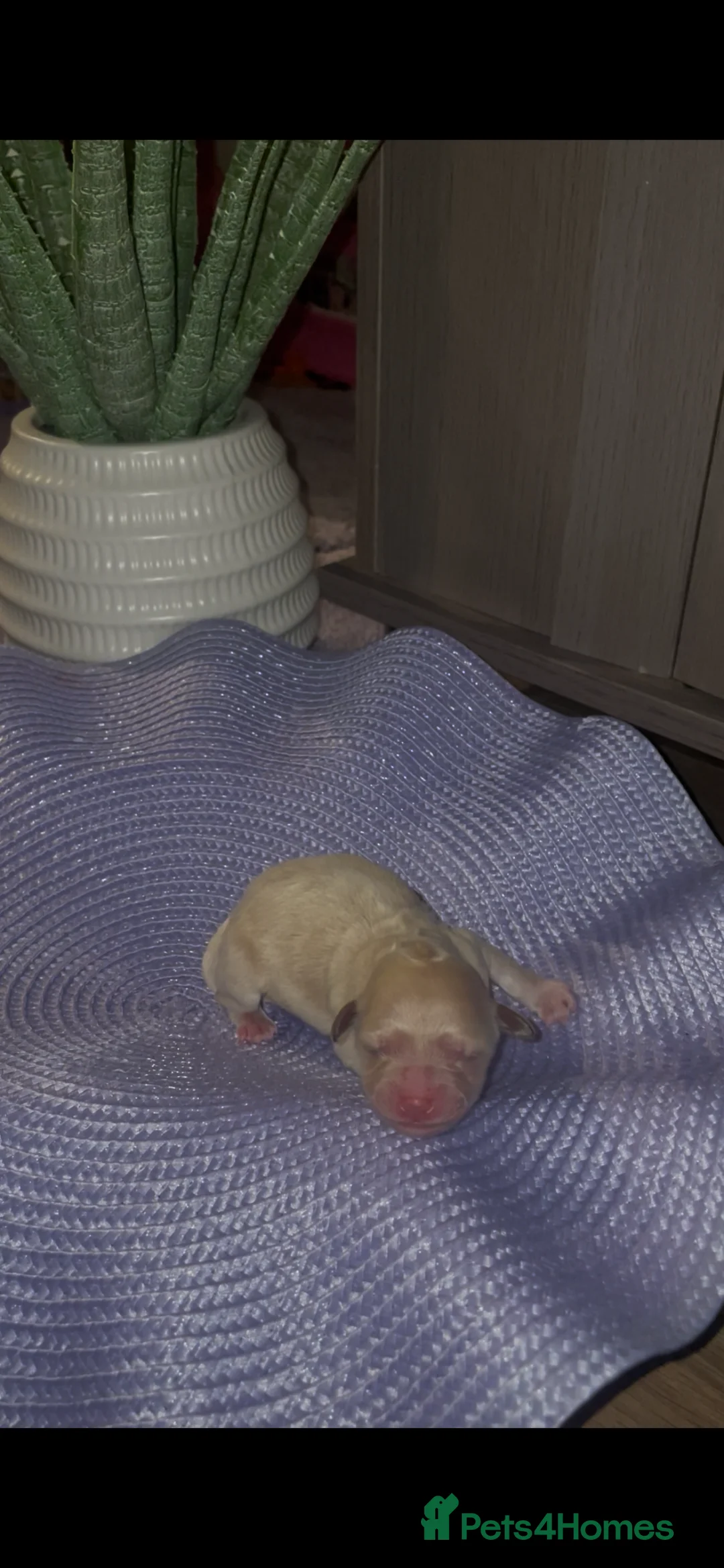 Mixed Breed dogs for sale: Toy poodles  - Advert 5