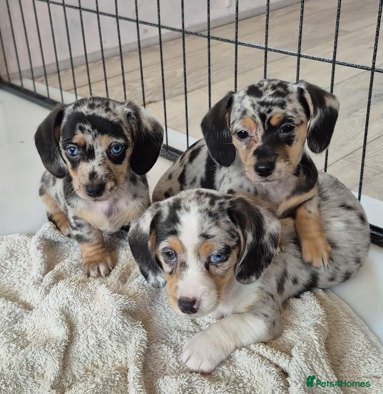 Mixed Breed dogs Adorable dachshund cross pups - Advert 1