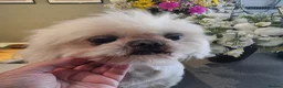 Shih Tzu dogs for sale: Stunning retire imperial cream/white boy - Advert 6