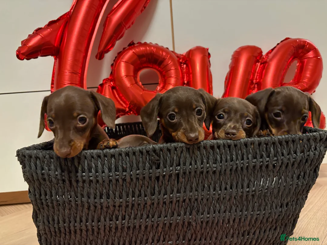 Miniature Dachshund dogs for sale: Stunning miniature dachshunds - Advert 4