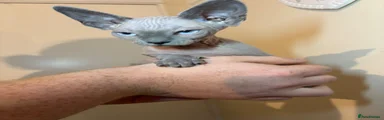 Sphynx 1