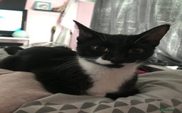 British Shorthair cats for sale: Tuxedo and black cat 🖤 - Image 4