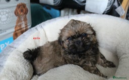 Shih Tzu dogs for sale: SHIH TZU PUPPY BOY LIVER GENE KC REG  - Image 9