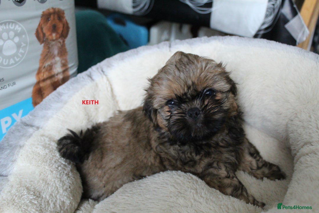 Shih Tzu dogs for sale: SHIH TZU PUPPY BOY LIVER GENE KC REG  - Image 9