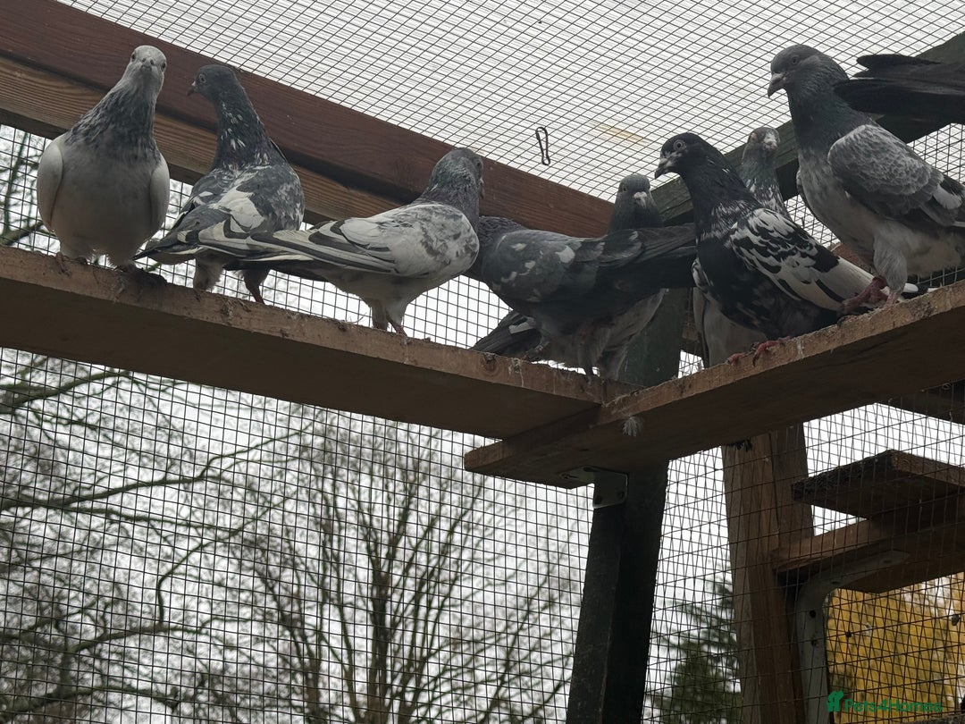 Mixed Breed birds for sale: Pakistani high flyers for sale  - Advert 11