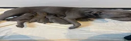 Staffordshire Bull Terrier dogs for sale: PHARAON PUPPIES 🏆 STAFFORDSHIRE BULL TERRIERS  - Advert 3