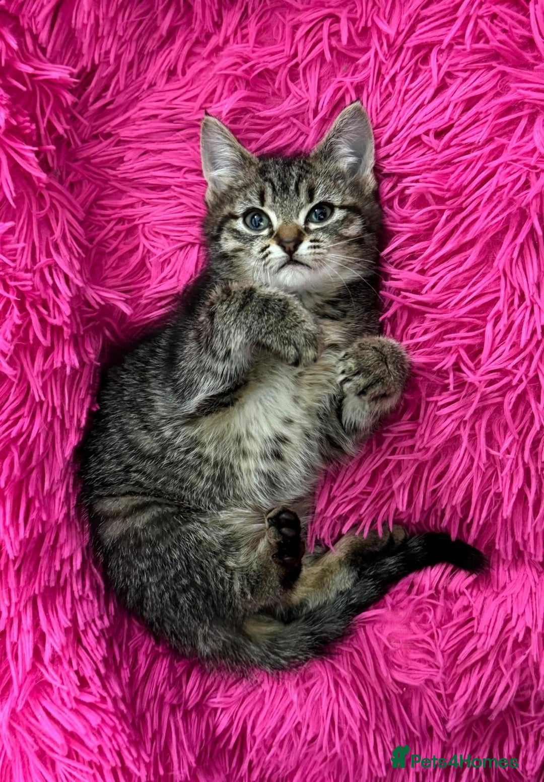 Mixed Breed cats for sale: GORGEOUS FLUFFY KITTENS - Advert 12