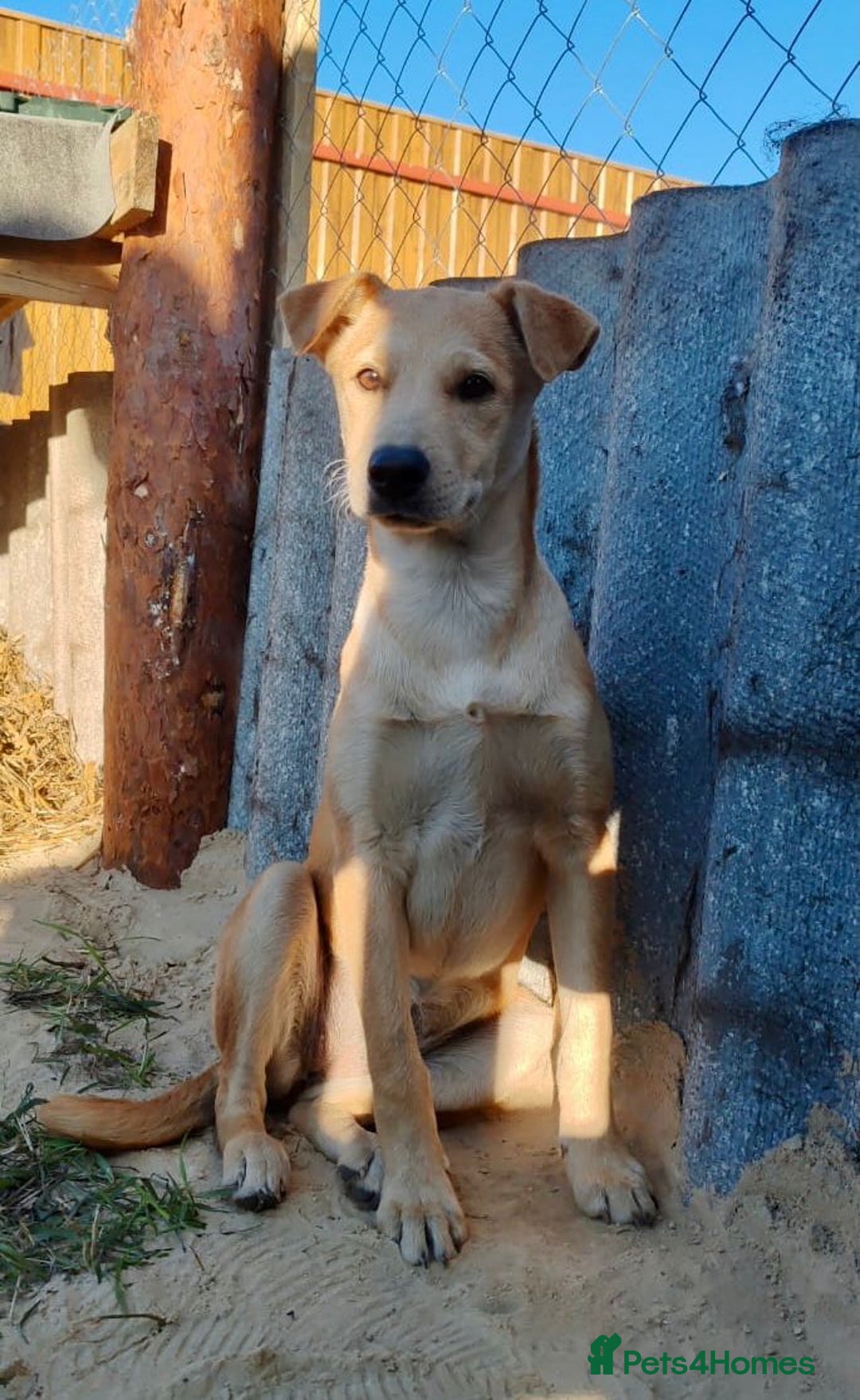 Labrador Retriever dogs for adoption: ZOE – Labrador Retriever (Female) - Advert 2