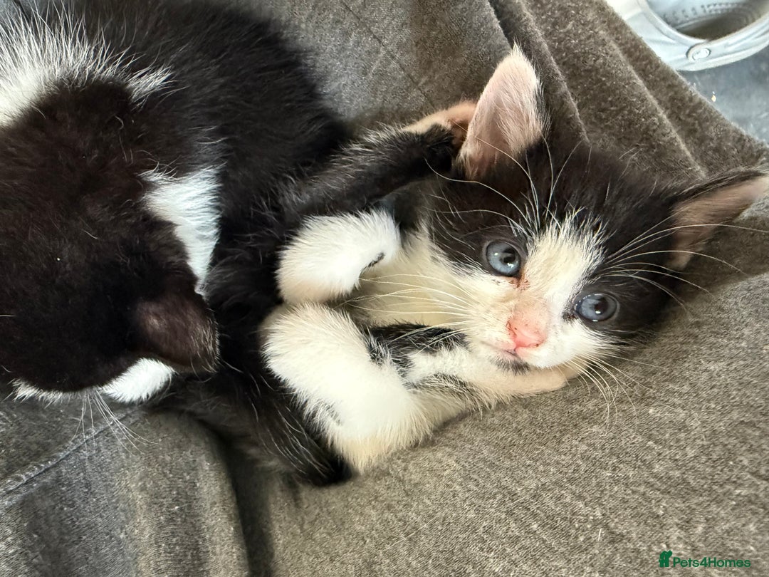 British Shorthair cats for sale: 4 adorable kittens ready for their new home!! - Image 9