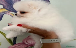 Pomeranian dogs for sale: Amazing Pom Puppies from Five Star breeder.  - Image 19