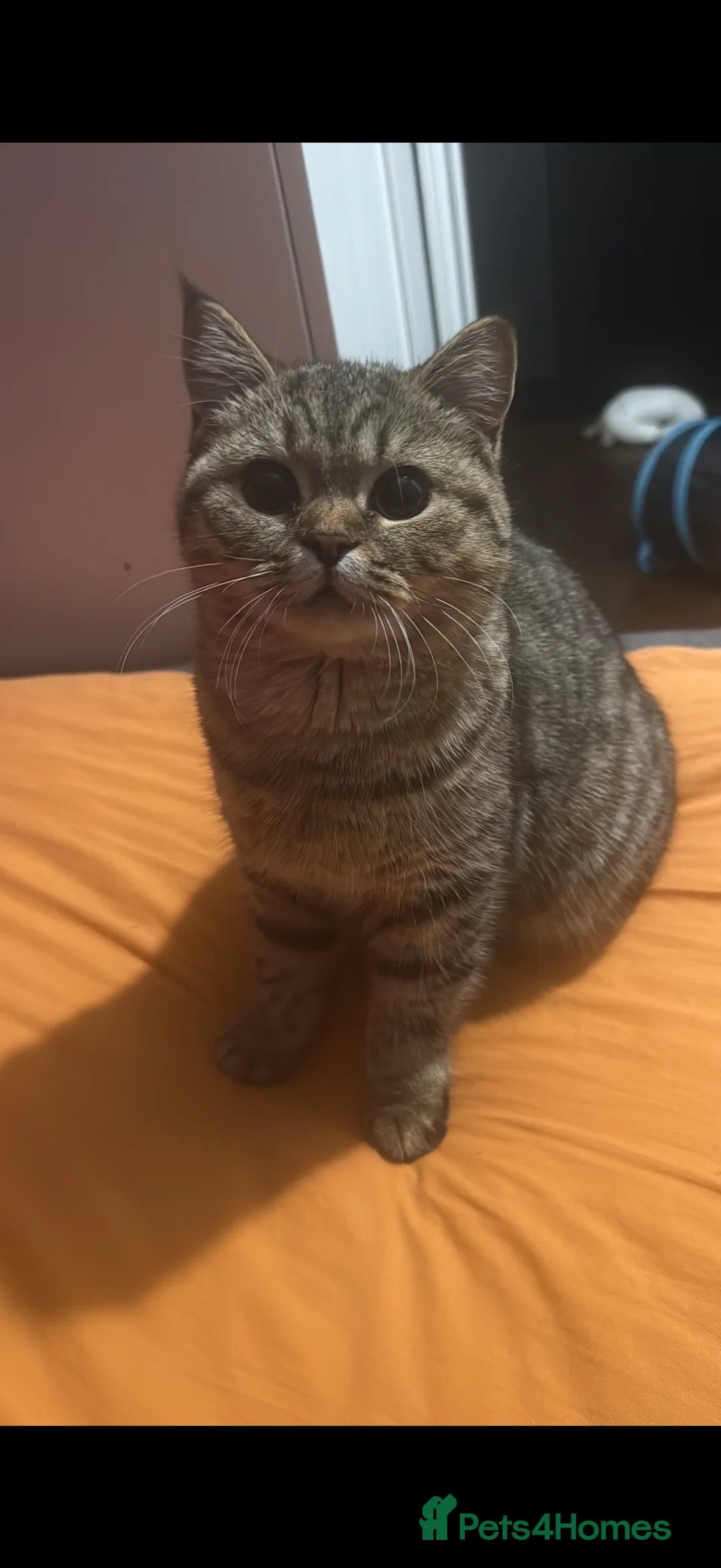 British Shorthair cats for sale: Beautiful chocolate pure bred British Shorthair  - Advert 3