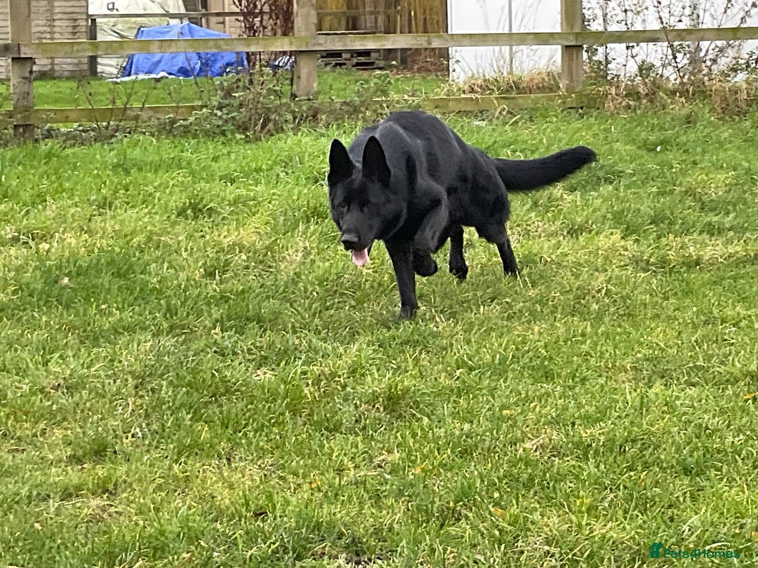 German Shepherd dogs for sale: Outstanding All Black Male  - Advert 21
