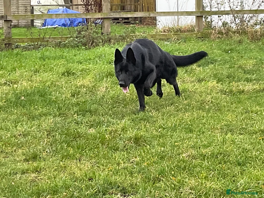 German Shepherd dogs for sale: Outstanding All Black Male  - Advert 21