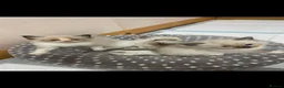 Ragdoll cats for sale: Beautiful Ragdoll KittensReady 4Their New Homes 🐾 - Advert 11